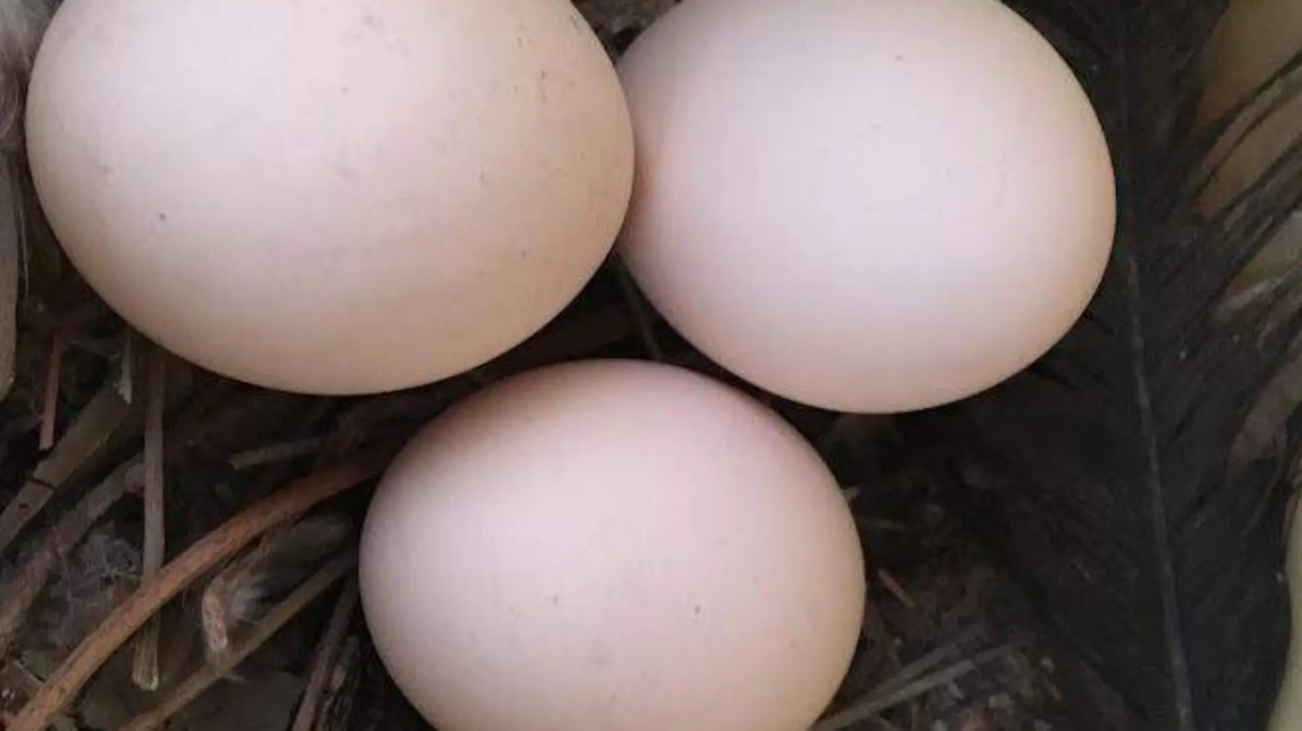 El huevo orgánico se ha convertido en uno de los alimento buscando por los consumidores.